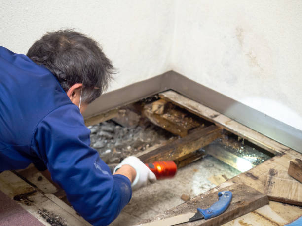 Best Crawl Space Mold Remediation in Pacific, WA
