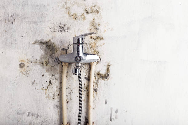 Best Health and Safety Mold Remediation in Pacific, WA