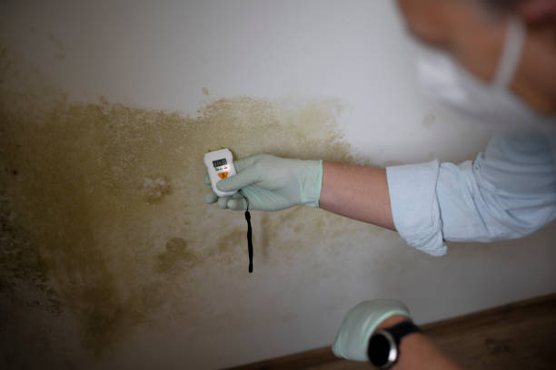 Best Residential Mold Remediation in Pacific, WA