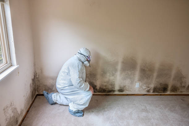 Best Crawl Space Mold Remediation in Pacific, WA