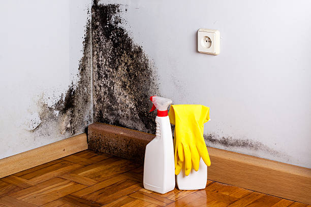 Best HVAC Mold Remediation in Pacific, WA