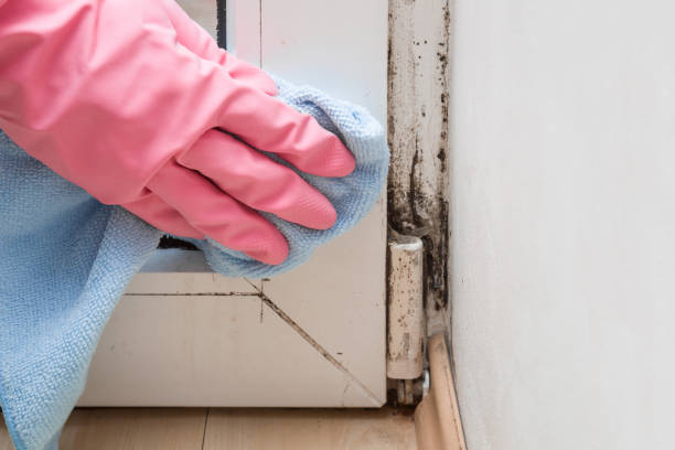 Best Basement Mold Remediation in Pacific, WA